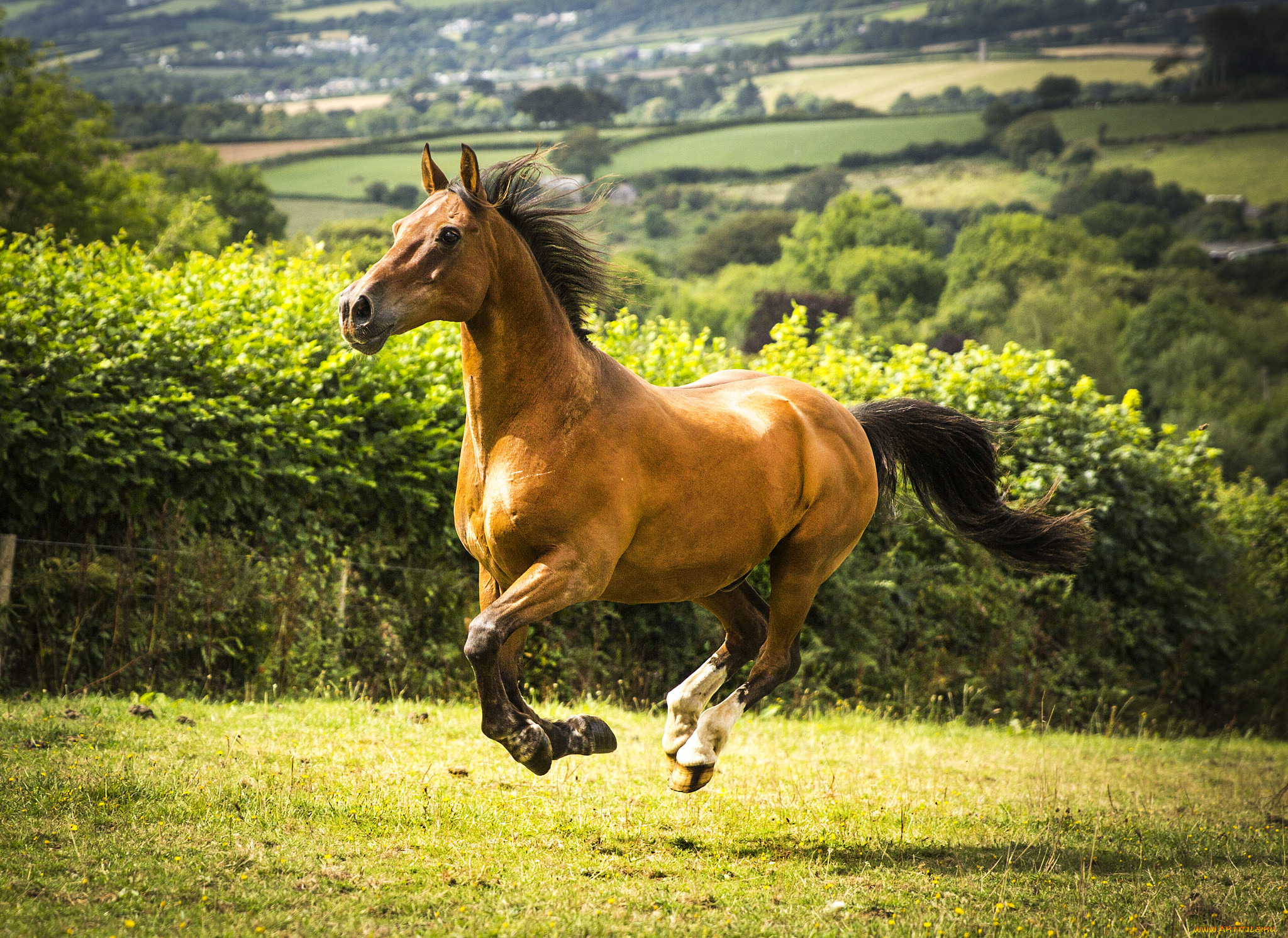 Про лошадей красивый. Золотой Мустанг лошадь. Красивые лошадки. Лошадь бежит. Красивый конь.